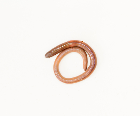earthworm in isolated on white backgroundの写真素材