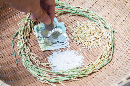 Rice, rice is the most important economic crops in Thailand.の写真素材