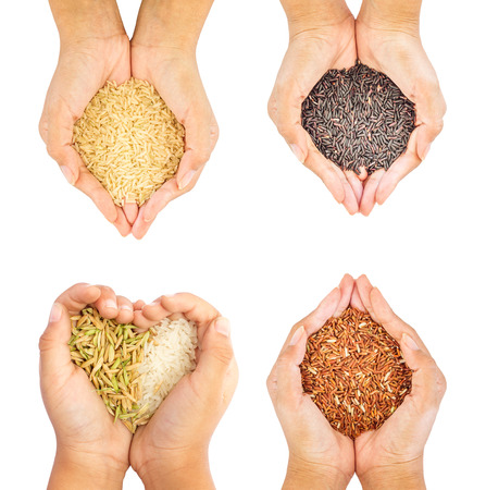 Black, brown,paddy and golden rice held in four hands isolate on white background.の写真素材