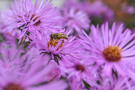 A bee sits on a lilac chrysanthemum. Flowers close-up.の写真素材