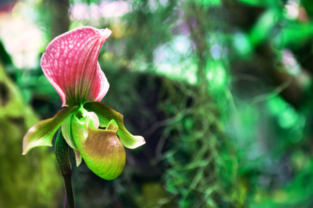 Flowers close-upの写真素材