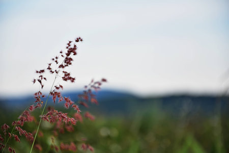 Grass flowerの写真素材