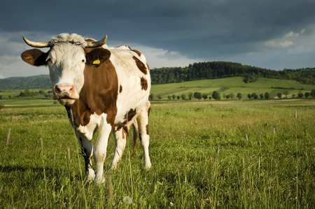 Cow with horns on rural landscape