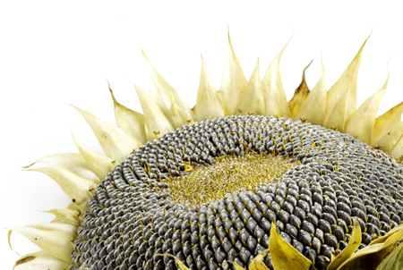 Autumn sunflower with ripe seeds isolated on white backgroundの写真素材