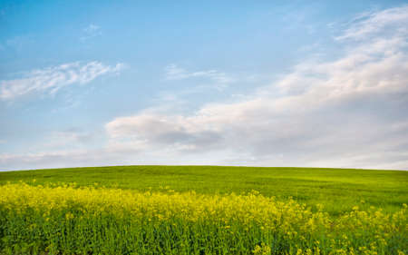 Green meadow landscape with blue sky and cloudsの写真素材