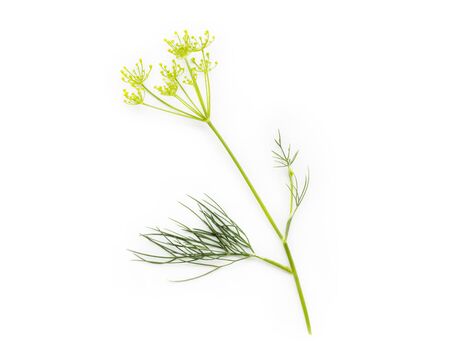 Fresh bunch of dill isolated on white backgroundの写真素材