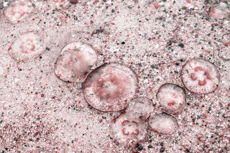 Pink jellyfish in shallow water with little gray stone background.の写真素材