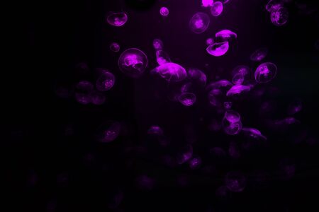 Vibrant pink jellyfish on black background.の写真素材