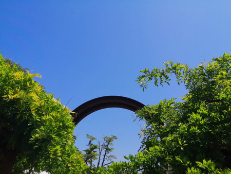 The arch of the trees in the park under the blue...