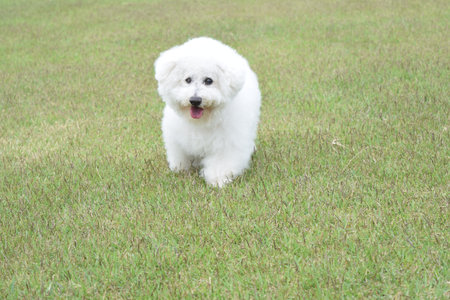 White Bichon Frise dog standing on the green grass.
èçã®ãã·ã§ã³ããªã¼ã¼の写真素材