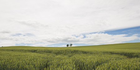 Parents and Child Treeの写真素材