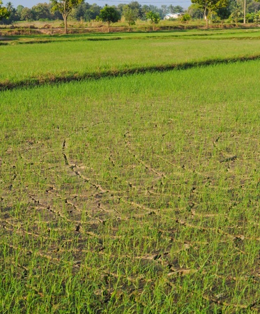 Rice seedlings in a cracked, dried out paddy fieldの写真素材