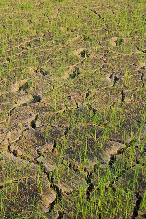 Rice seedlings in a cracked, dried out paddy fieldの写真素材