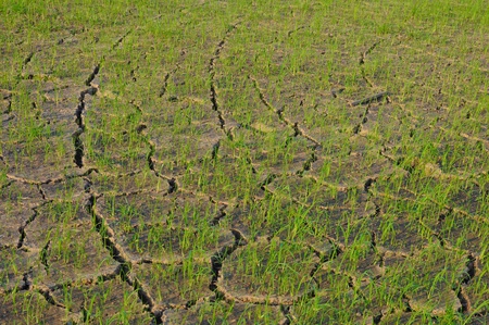 Rice seedlings in a cracked, dried out paddy fieldの写真素材