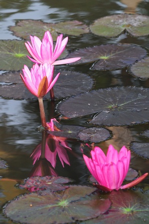 Lotus Flower After Rainの写真素材