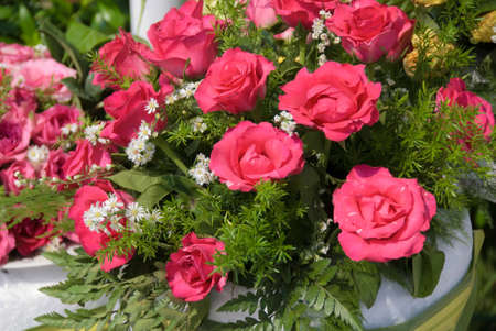 This picture is a group of the roseの写真素材