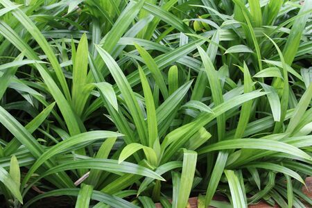 Pandan leaves treeの写真素材