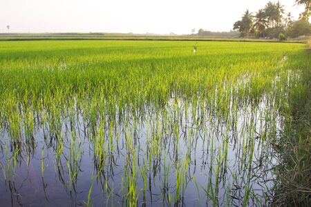 Rice field in west of Thailand.の写真素材