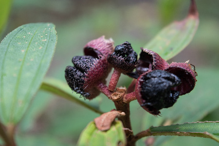 Melastome malabathricum