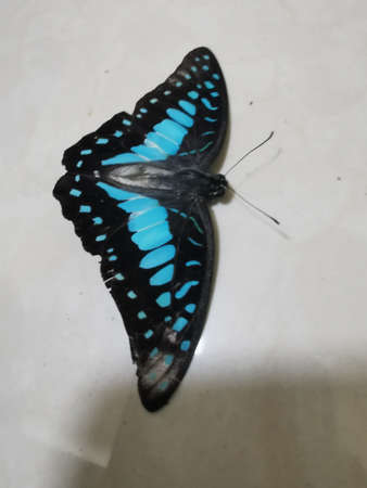 Butterfly from the Taiwan (Papilio machaon)