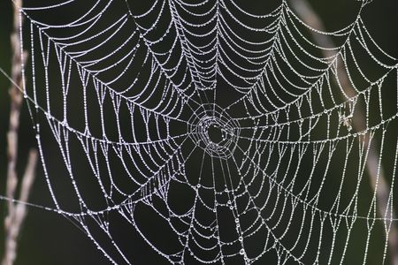 Shiny Dew drops covered on a spiderweb, make it looks like strings of pearls