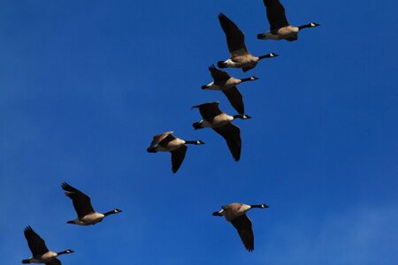 A flock of Canada geese in formationの写真素材