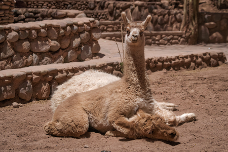 Curious alert baby llama lying on its mother straddling her neck as it stares at the cameraの写真素材