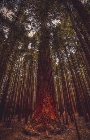 High vertical tree trunk in redwood forest, viewed from low angle. New Zealandの写真素材