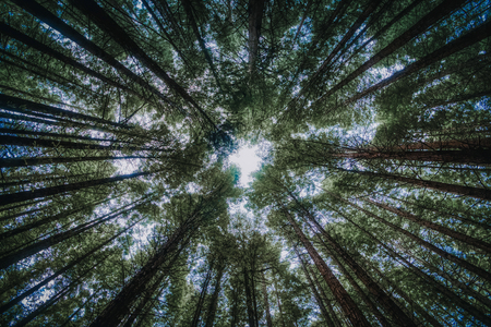 Green trees in forest viewed from below with blue sky obscured by foliage of tree crowns. Nature background conceptの写真素材
