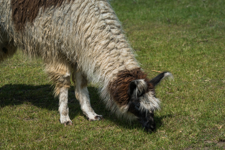 Peruvian white llama with brown spots grazing on green lawn, viewed in close-upの写真素材