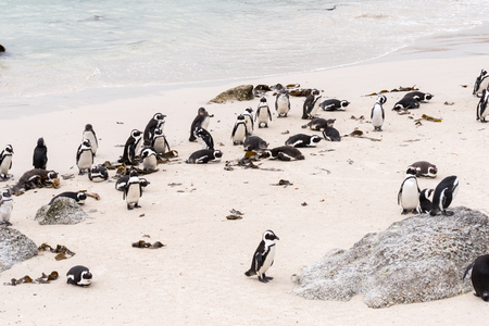 African penguin (Brillenpinguin) from Boulders Penguin Colonyの写真素材
