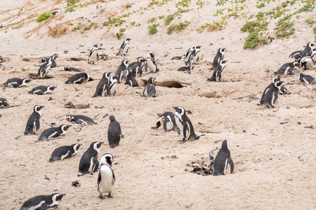 African penguin (Brillenpinguin) from Boulders Penguin Colonyの写真素材