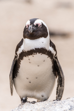 african penguin at the boulders beachの写真素材