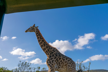 giraffe close to the jeepの写真素材