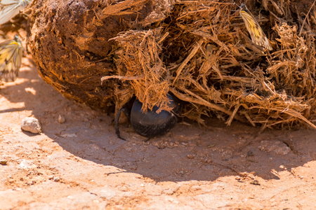 a dung beetle in an elephant pileの写真素材
