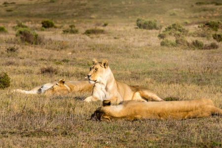 lions relax in the midday heatの写真素材