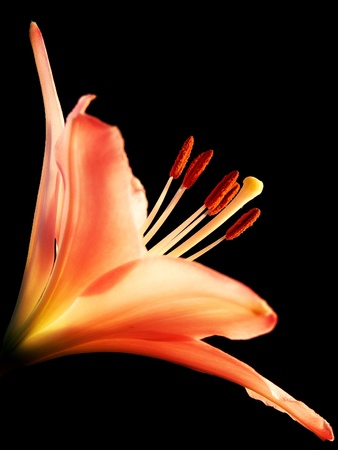 Closeup detail of lily flower on black backgroundの写真素材