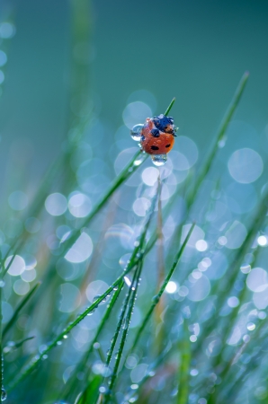 Ladybug sitting on grass covered with morning dewの写真素材