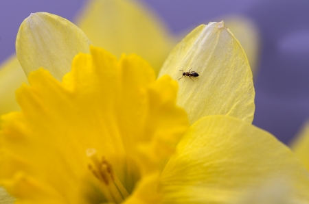 Small ant sitting on Daffodil flowerの写真素材