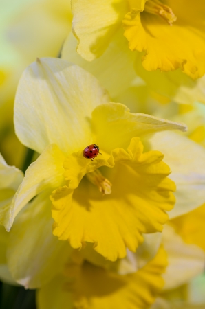 Ladybug sitting on Daffodil flowerの写真素材