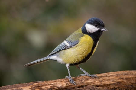 Titmouse bird sitting on piece of woodの写真素材