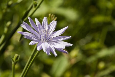 Just a flower ...の写真素材