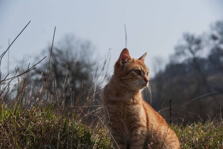 Yellow kittenの写真素材