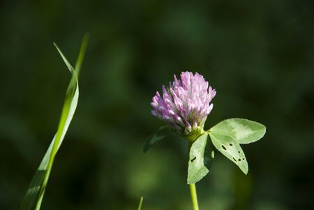 A flower stands alone in the forestの写真素材