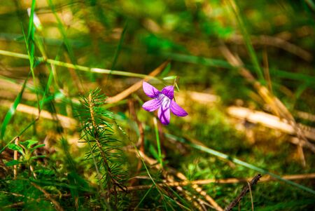 Purple flowerの写真素材