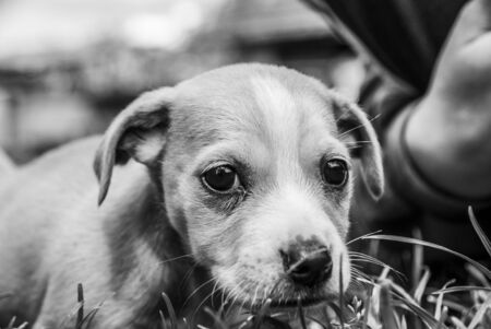 dogの写真素材