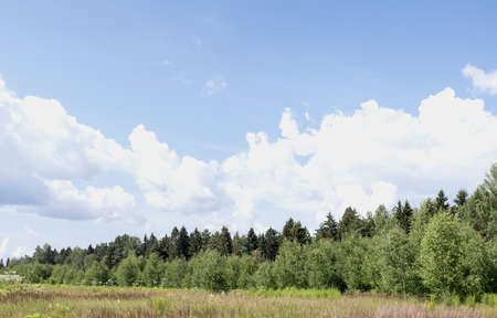 Summer landscape. Forest and field on a sunny day. Blue cloudy skyの写真素材