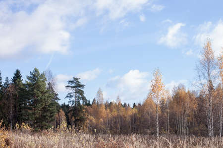 Autumn forest. Sunny day. Blue cloudy skyの写真素材