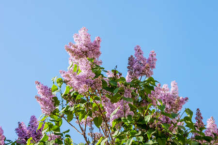 Spring. Delicate pink flowers. Branch. Blue sky. Sunny day