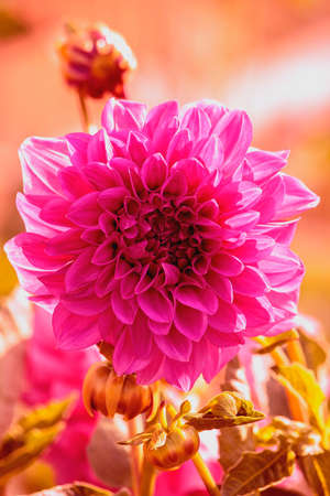 Nature. A flower, the Pink dahlia in kontrovy lightの写真素材